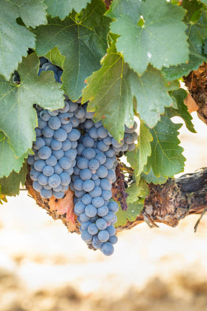 istock Vineyard with Lush, Ripe Wine Grapes on the Vine Ready for Harvest 1031060550