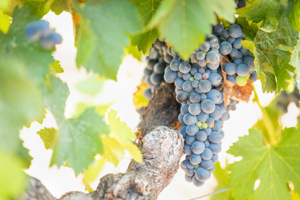 istock Vineyard with Lush, Ripe Wine Grapes on the Vine Ready for Harvest 1031060826