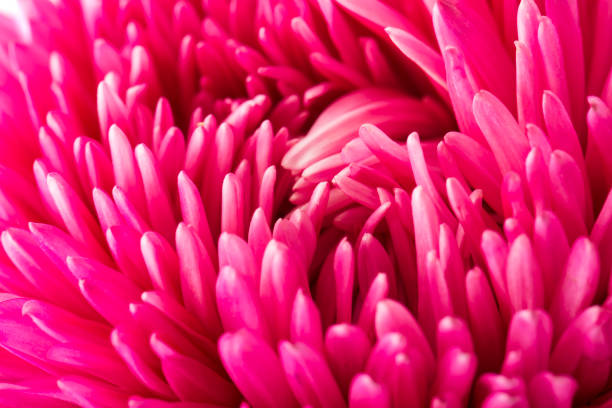 istock Close up the pink aster flower petal. 1031065764