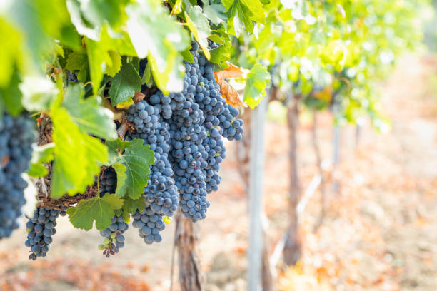 viñedo con exuberantes, maduras uvas en la vid listo para la cosecha - napa grape vineyard vine fotografías e imágenes de stock