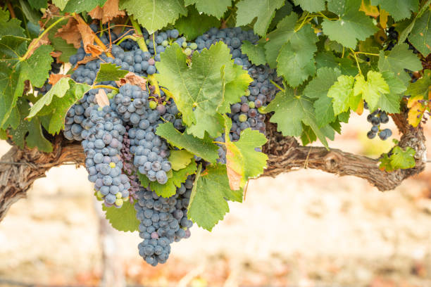 istock Vineyard with Lush, Ripe Wine Grapes on the Vine Ready for Harvest 1031066002