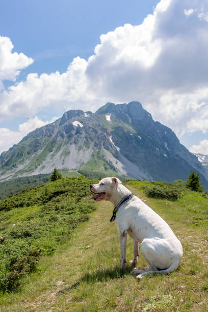 Belgian Malinois catches ball in mountain meadow
