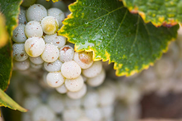 vinha com exuberante, vinho de uvas maduras na videira pronto para a colheita - vineyard california napa valley vine - fotografias e filmes do acervo