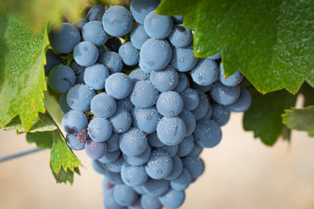 viñedo con exuberantes, maduras uvas en la vid listo para la cosecha - napa grape vineyard vine fotografías e imágenes de stock