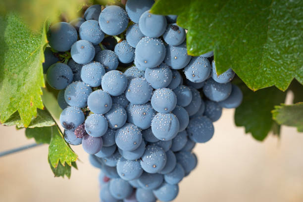 vignoble avec lush, raisins mûrs sur la vigne prêt pour la récolte - vineyard california napa valley vine photos et images de collection