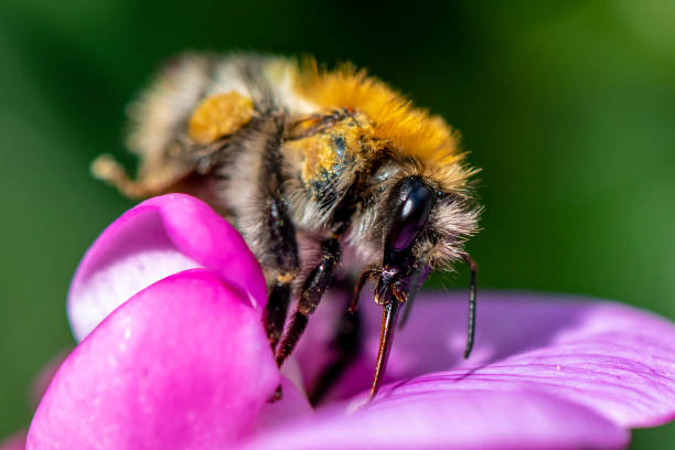 istock Furry bumblebee sitting on a vetch blossom and drinking nectar with her proboscis. 1031070026