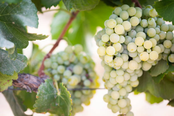 vinha com exuberante, vinho de uvas maduras na videira pronto para a colheita - vineyard california napa valley vine - fotografias e filmes do acervo
