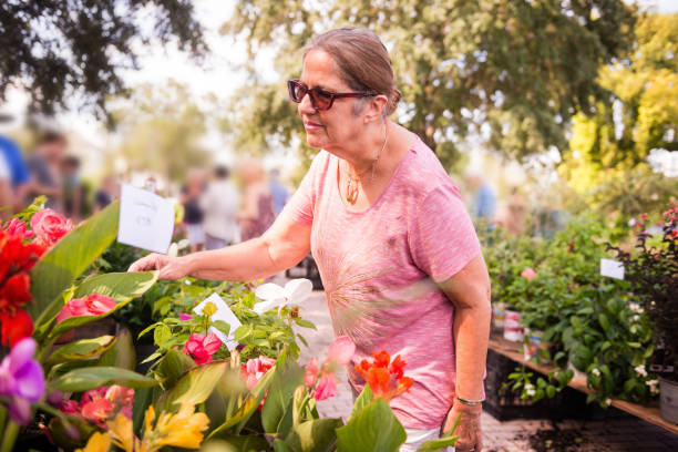 Senior Hispanic Woman Looking at Flowers at Weekend Farmers Market A senior aged Puerto Rican woman admires colorful flowers for sale at the weekend farmers market in Winter Park, Florida. winter park florida stock pictures, royalty-free photos & images