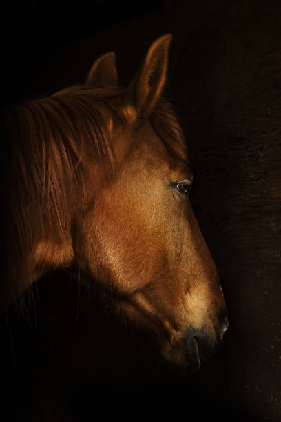 istock Portrait of a horse 1031070882