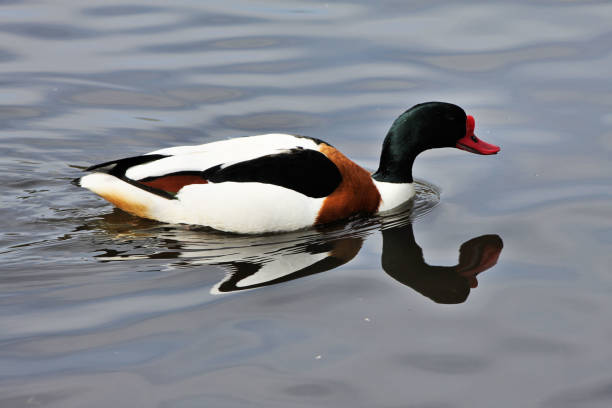 istock A view of a Shelduck 1031071240