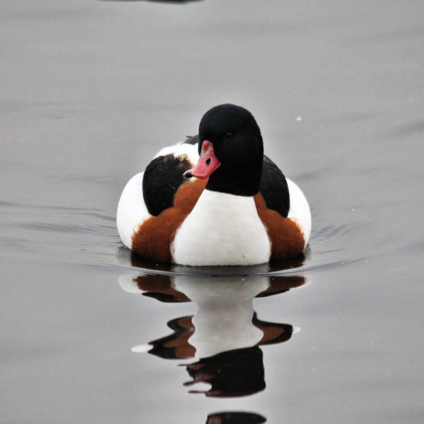 istock A view of a Shelduck 1031071424