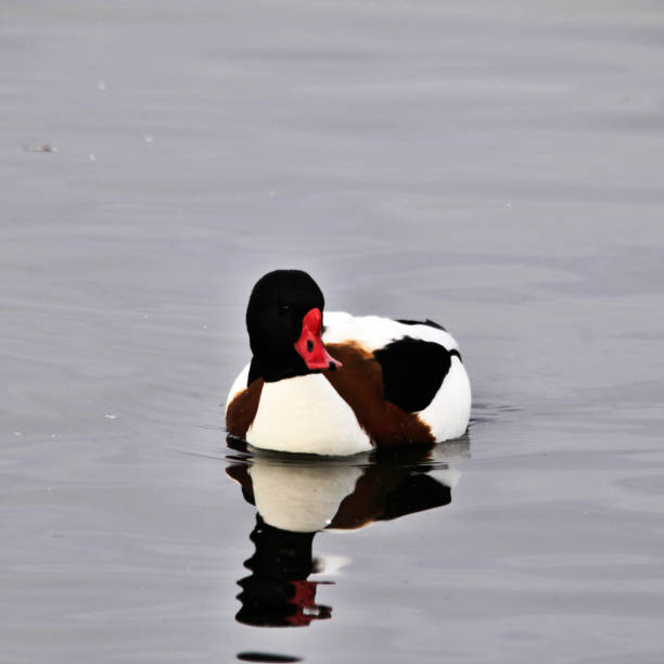 istock A view of a Shelduck 1031071454