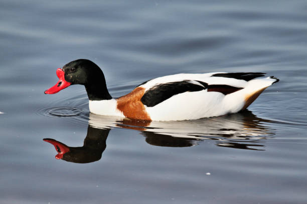 istock A view of a Shelduck 1031071512