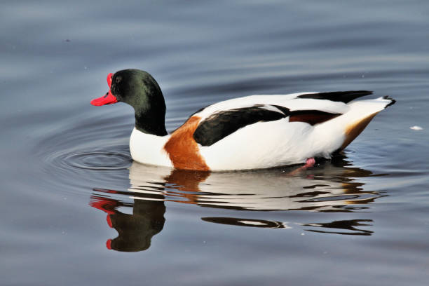 istock A view of a Shelduck 1031071542
