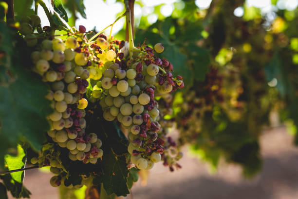 istock Bunches of grapes in the vine 1031071578