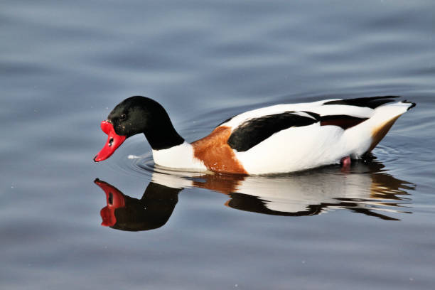 istock A view of a Shelduck 1031071596