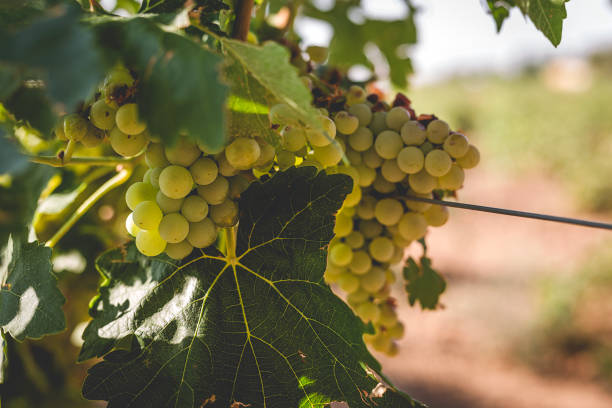 istock Bunches of grapes in the vine 1031071608