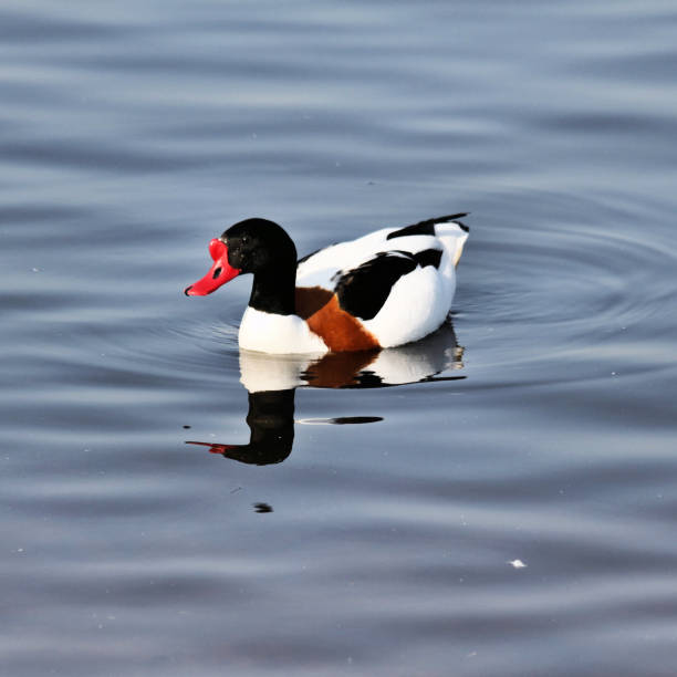 istock A view of a Shelduck 1031071626