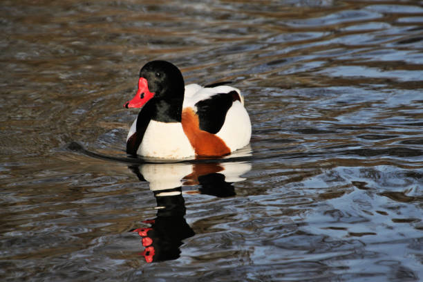 istock A view of a Shelduck 1031071666