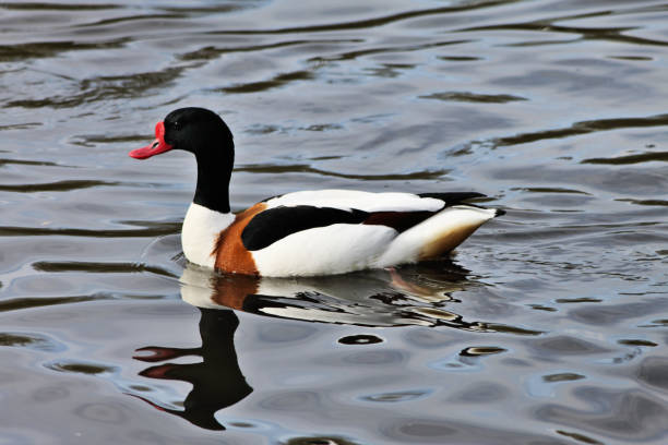 istock A view of a Shelduck 1031071738