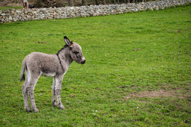 Donkeys in Pyrgos Kallistis on Santorini in South Aegean Islands, Greece