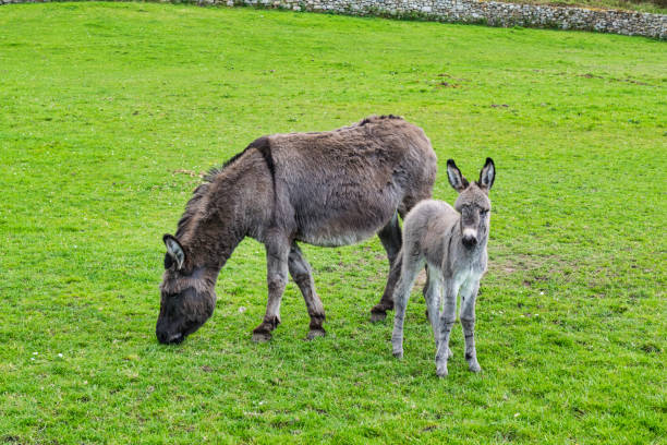 istock Donkey and her baby Foal 1031071952