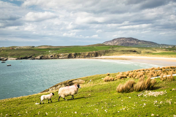 istock Sheep by the Sea 1031074218