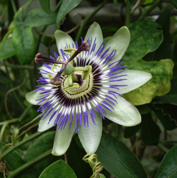 istock Passiflora flower on a dark green 1031077120