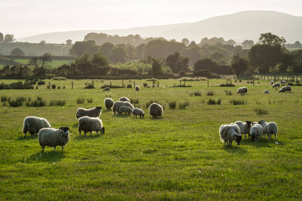 istock Field of Sheep 1031077298