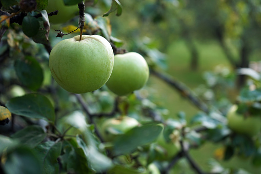 Ripe green apples hang on the branches of the tree.