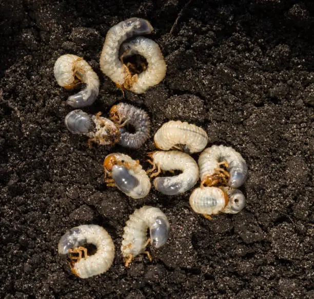 Photo of White chafer grub against the background of the soil. Larva of the May beetle. Agricultural pest