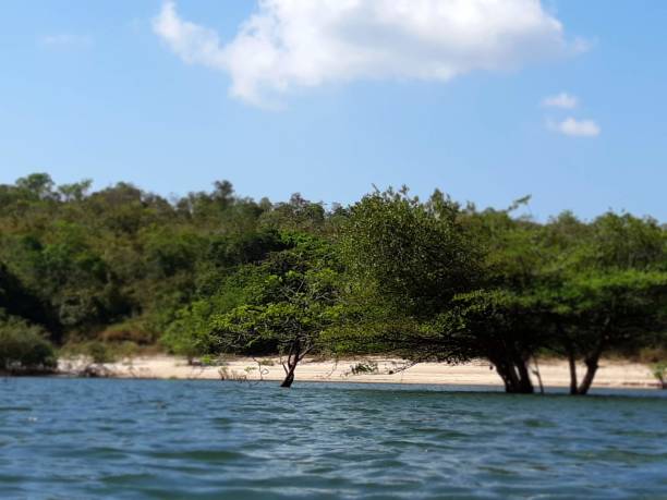 istock NATURAL BEAUTIES - AMAZONIA - FOR - BRAZIL 1031083184