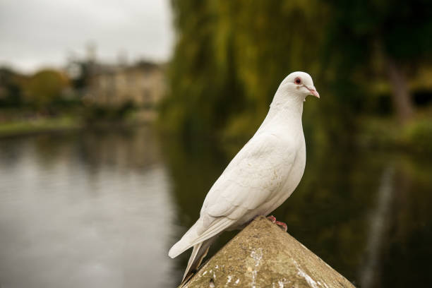 istock A white pigeon portrait on the park in UK 1031083194