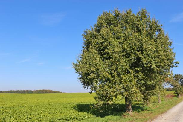 istock Beautiful, large apple tree and sugar cane field in autumn. Germany. 1031083292