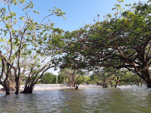 istock NATURAL BEAUTIES - AMAZONIA - FOR - BRAZIL 1031083342