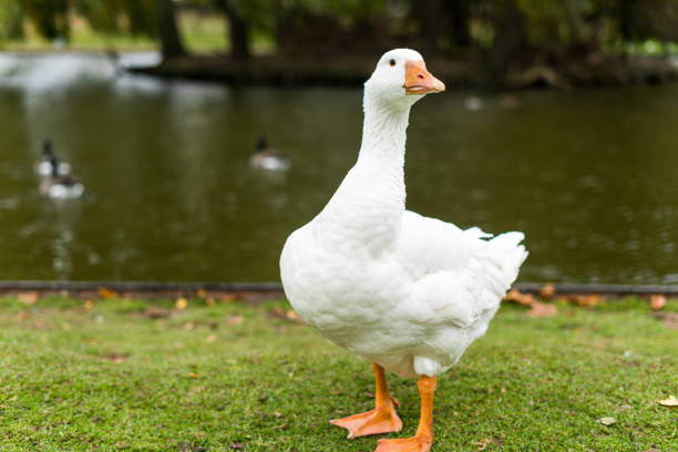istock White duck in Coventry Park UK 1031087498