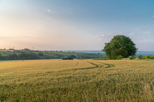 istock Sunrise at the field 1031088570