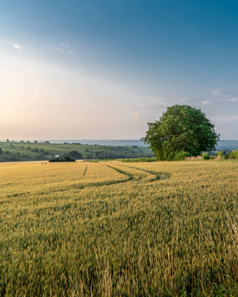 istock Sunrise at the field 1031090450