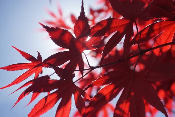 istock Vivid Red foliage on clear blue sky 1031090848