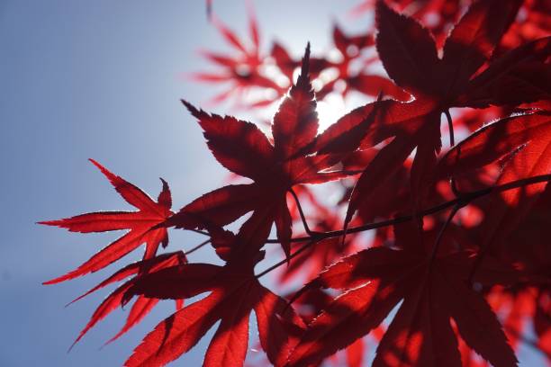 istock Vivid Red foliage on clear blue sky 1031090952