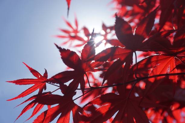 istock Vivid Red foliage on clear blue sky 1031091194