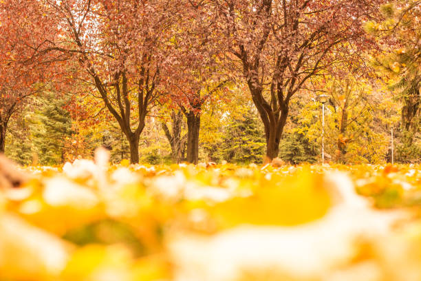 istock Sunny autumn scenery in an city park 1031094194
