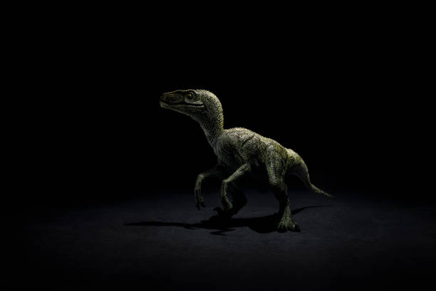 dinosaur Photo of a toy velociraptor raptor dinosaur stock pictures, royalty-free photos & images