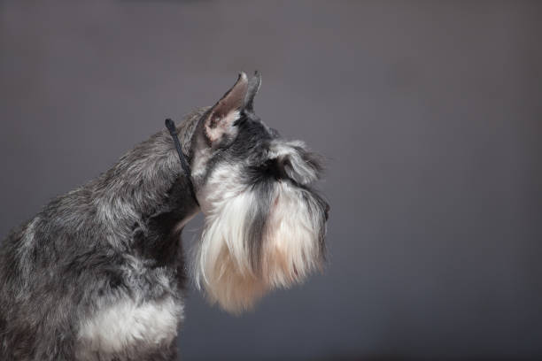 istock Miniature Schnauzer Dwarf Schnauzer dog 1031099626