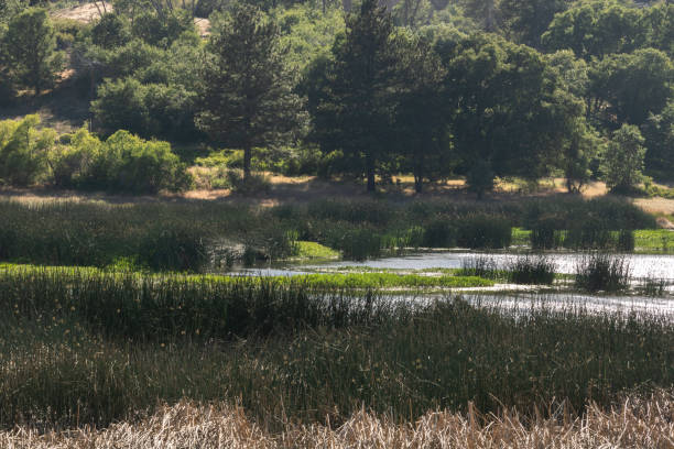 istock Lake surrounded by forest of oak and pine trees 1031102056