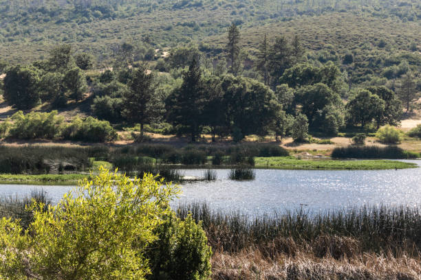 istock Lake surrounded by forest of oak and pine trees 1031102114