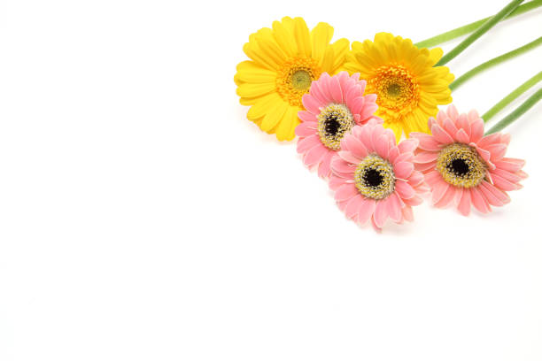 istock transvaal daisies in a white background 1031102954