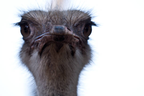 istock Animal portrait 1031106168