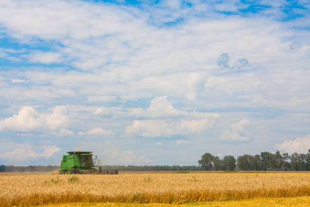 istock Combine harvesting Wheat plants in the field 1031106650