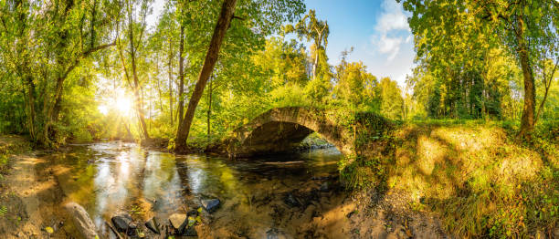 istock Forest panorama with creek and old bridge 1031106842